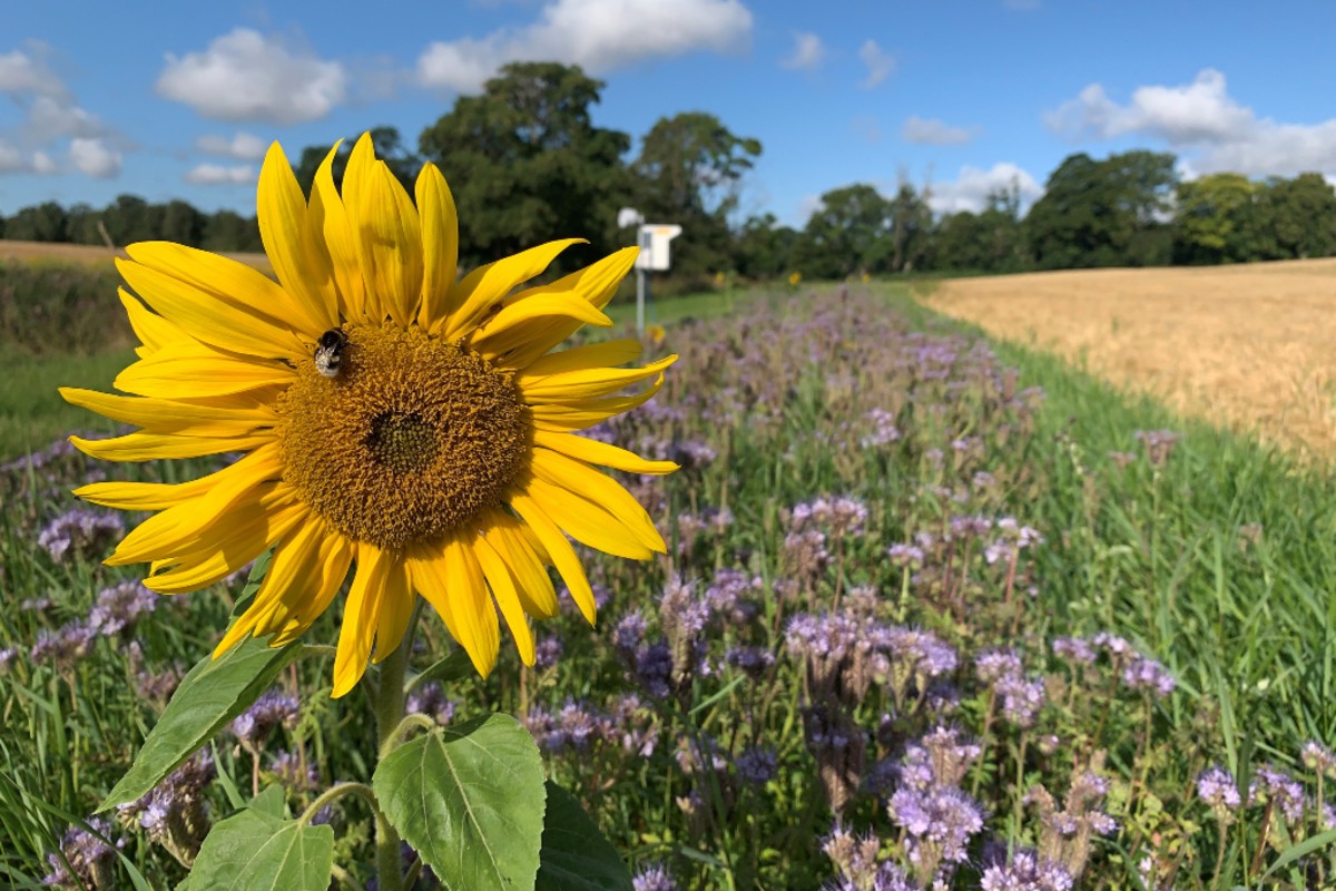 Operation Pollinator